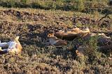 TANZANIA - Serengeti National Park - Leoni Lions - 21